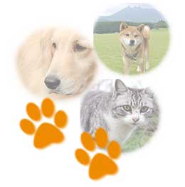 病気や事故などでお別れは突然やってくるもの